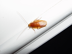 Parcoblatta virginica