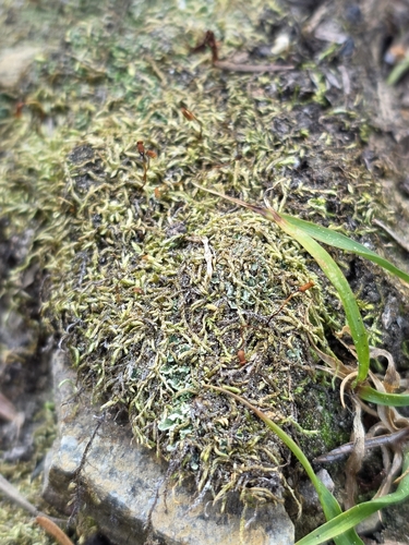 Brachytheciastrum collinum, 2025-06-05