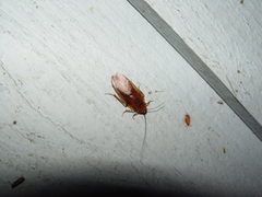 Parcoblatta virginica