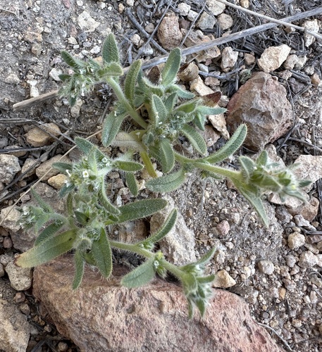 cascade popcornflower (Plagiobothrys hispidus)