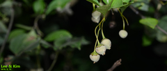 Styrax japonicus