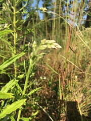 Pseudognaphalium helleri