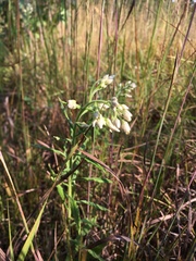 Pseudognaphalium helleri