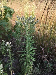 Pseudognaphalium helleri