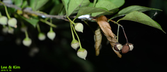 Styrax japonicus