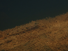 Glossogobius circumspectus