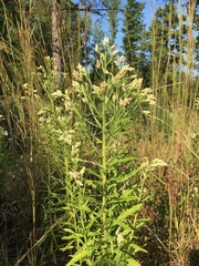 Pseudognaphalium helleri