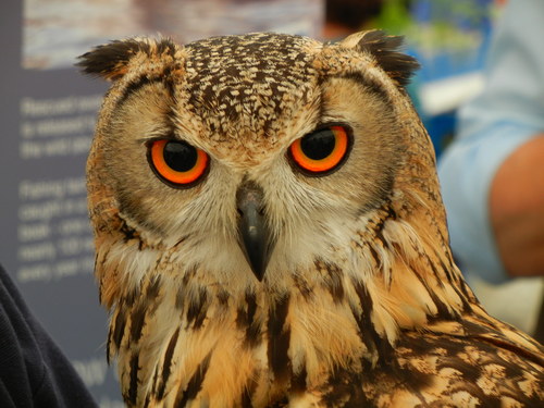 Bubo bengalensis