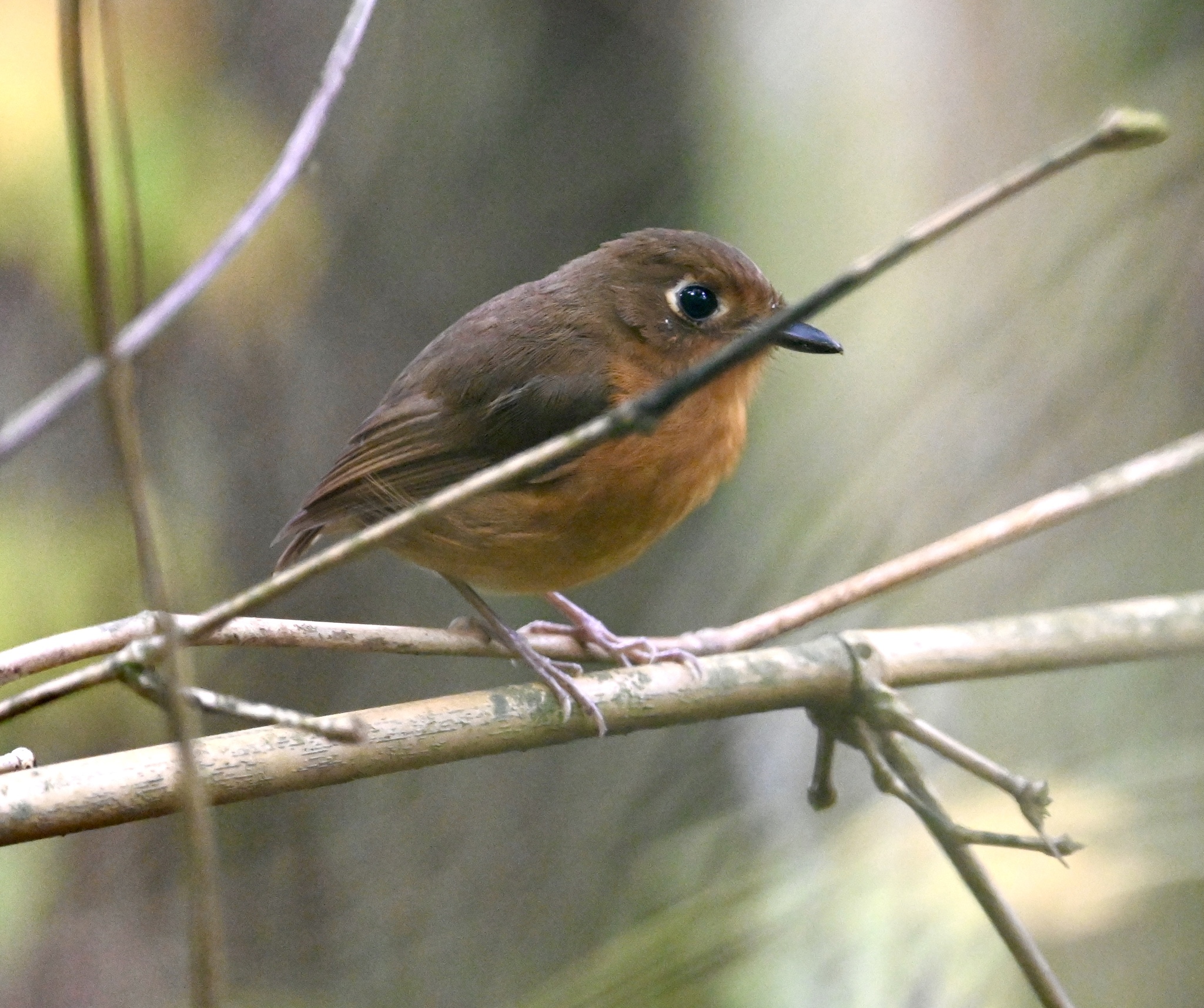 Rusty-breasted Antpitta (Grallaricula ferrugineipectus), photo 1