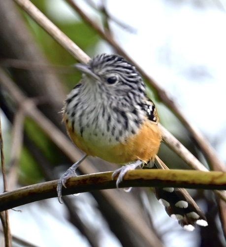 Santa Marta Antbird (Drymophila hellmayri)