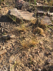 Bulbostylis capillaris