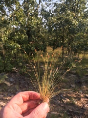 Bulbostylis capillaris