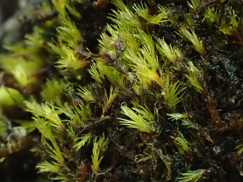 Alpine Ditrichum (Ditrichum zonatum)