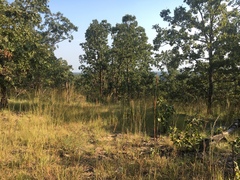 Bulbostylis capillaris