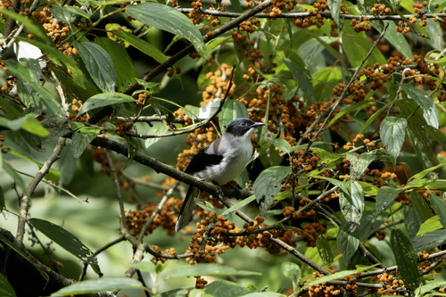 Black-headed Sibia (Heterophasia desgodinsi), photo 5