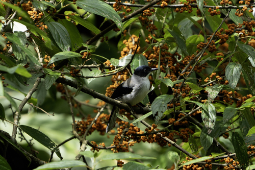 Black-headed Sibia (Heterophasia desgodinsi), photo 6