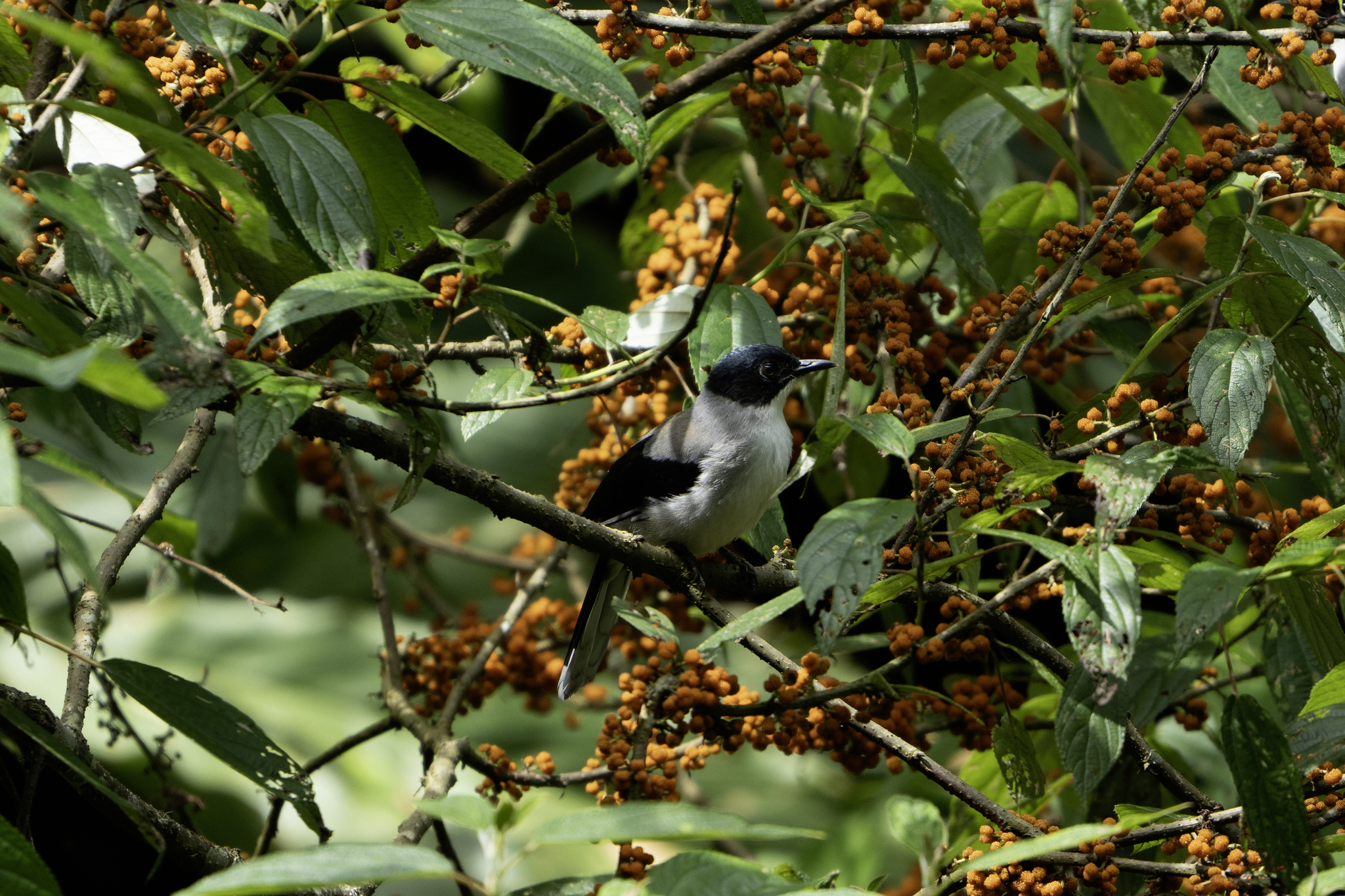 Black-headed Sibia