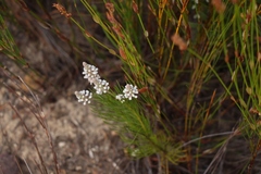 Spatalla racemosa