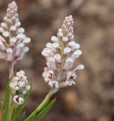 Spatalla racemosa
