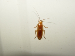 Parcoblatta virginica