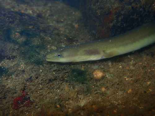 Japanse paling (Anguilla japonica) — Anguillidae — 2