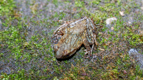 Boulenophrys daweimontis