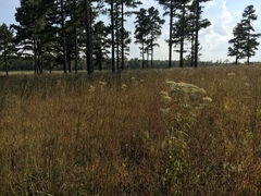 Eupatorium sullivaniae