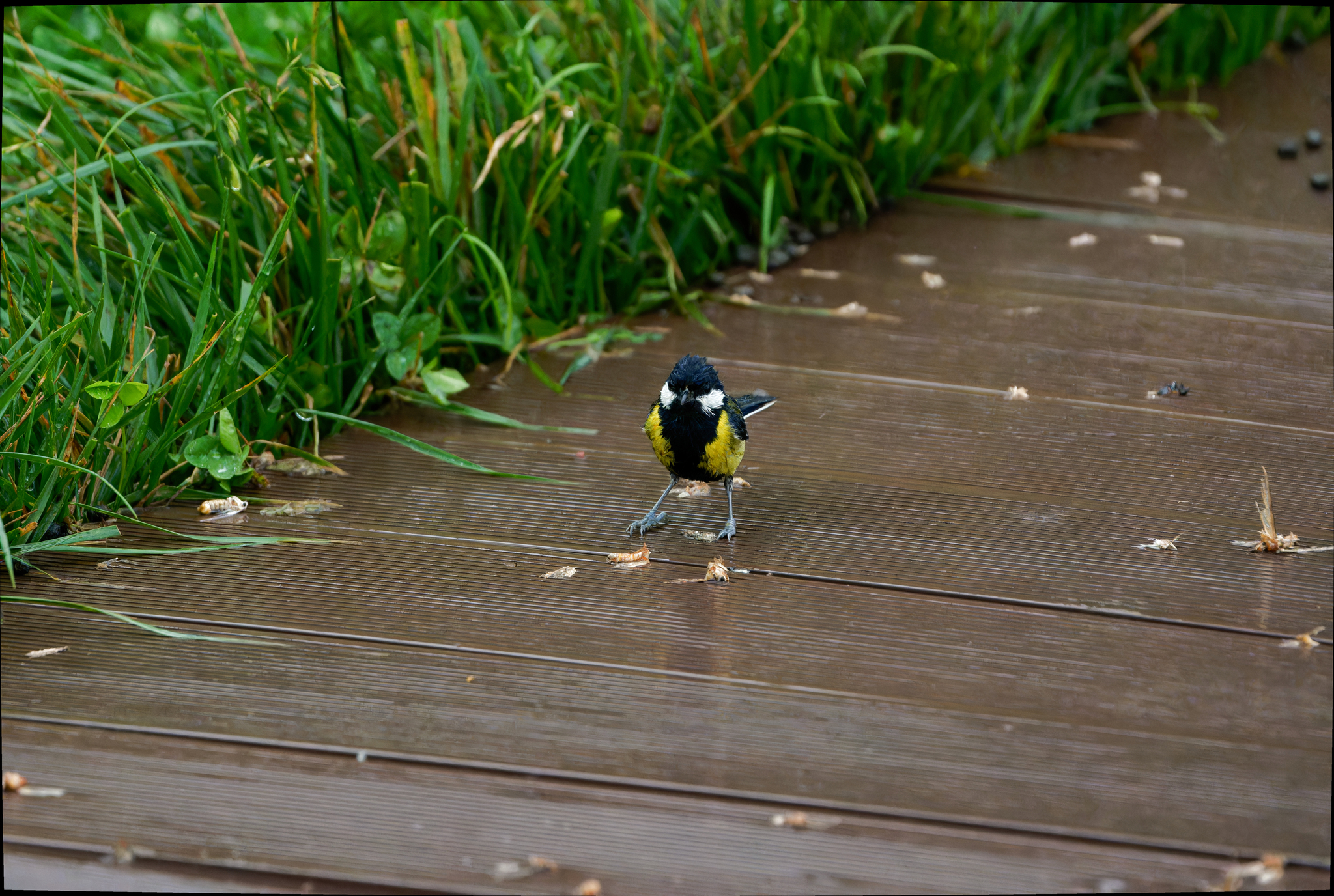 Green-backed Tit