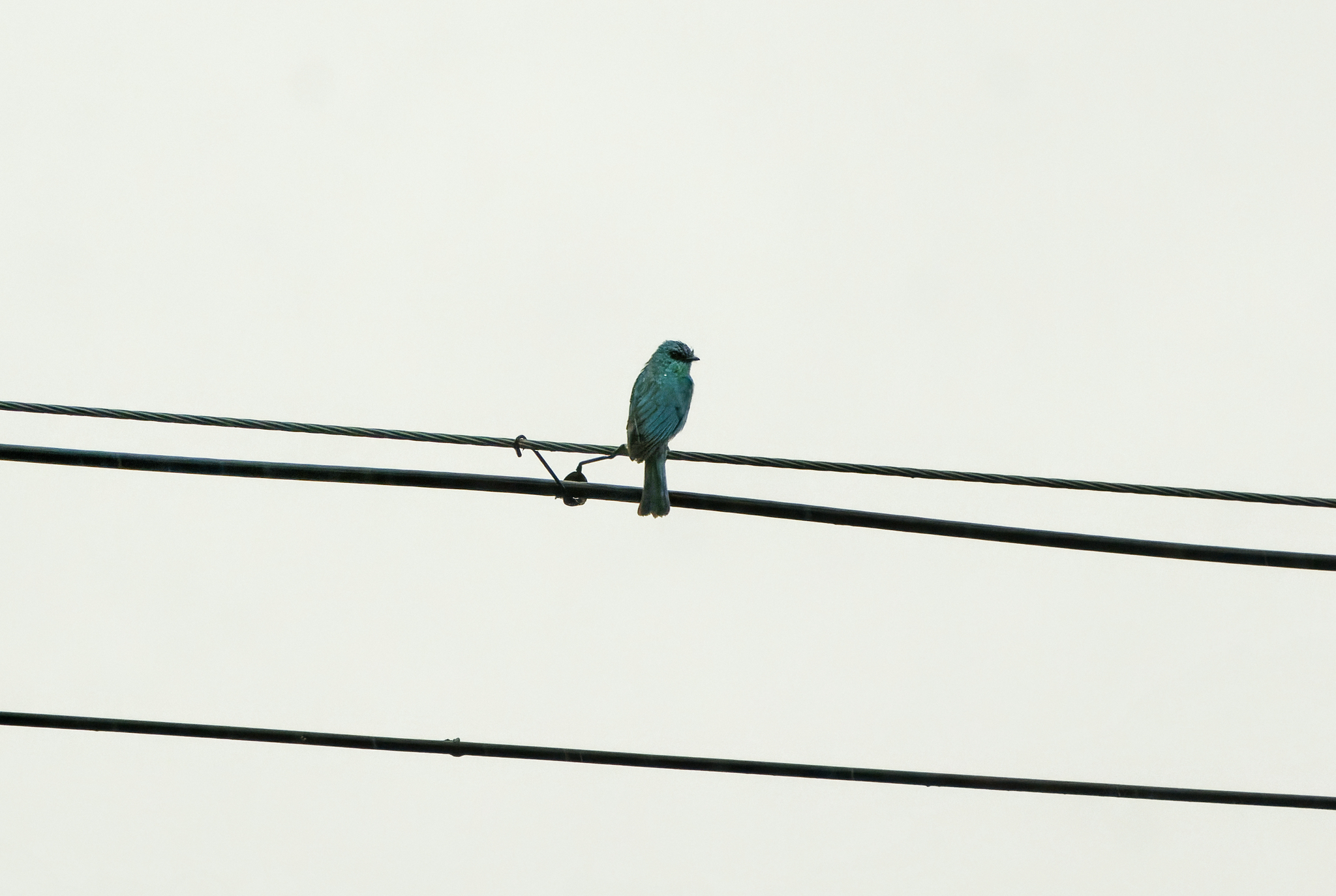 Verditer Flycatcher