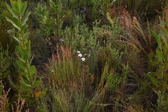 Adenandra brachyphylla