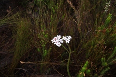 Adenandra brachyphylla