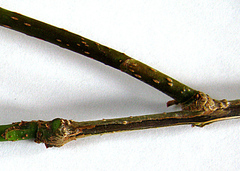 Acokanthera oppositifolia