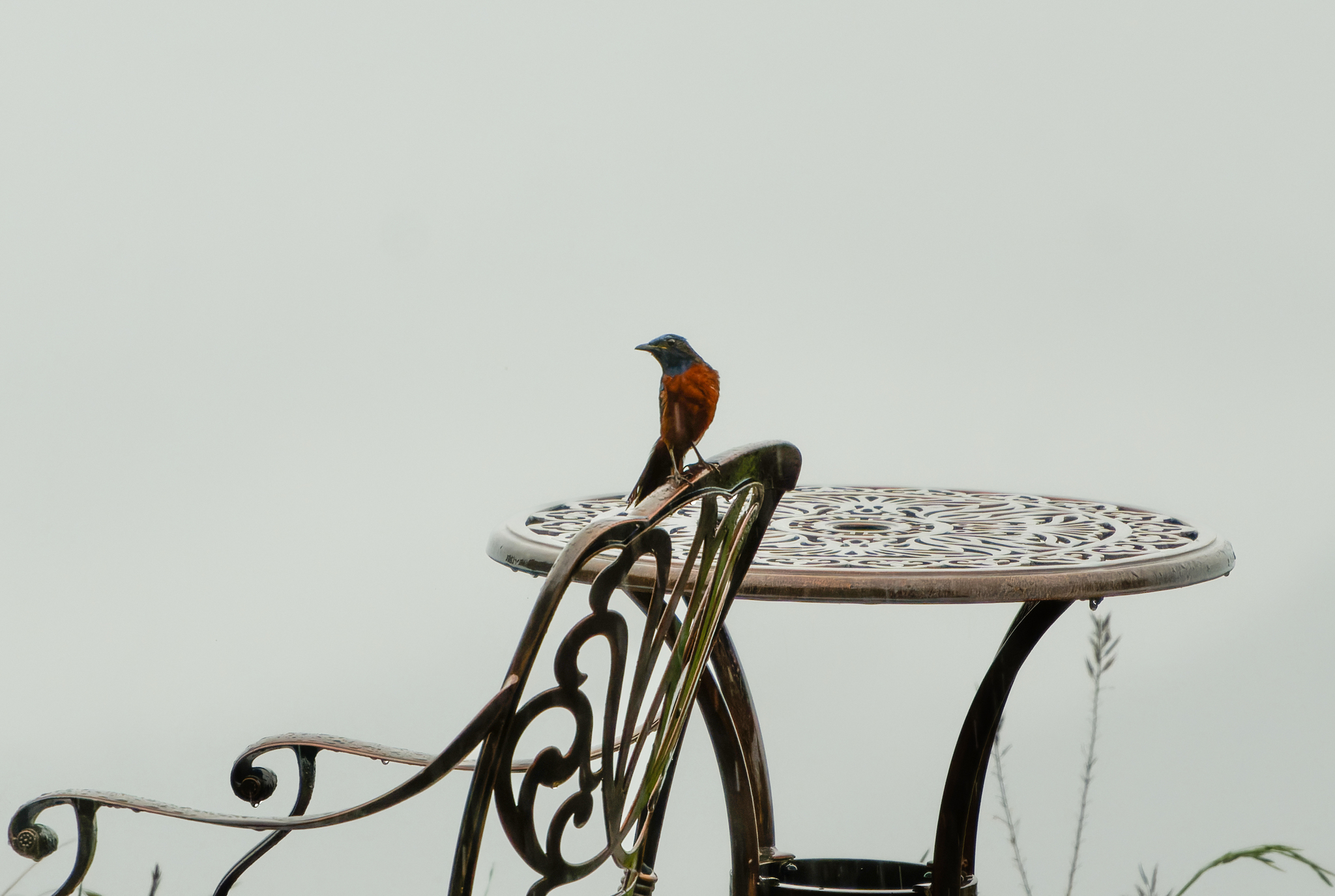 Chestnut-bellied Rock Thrush