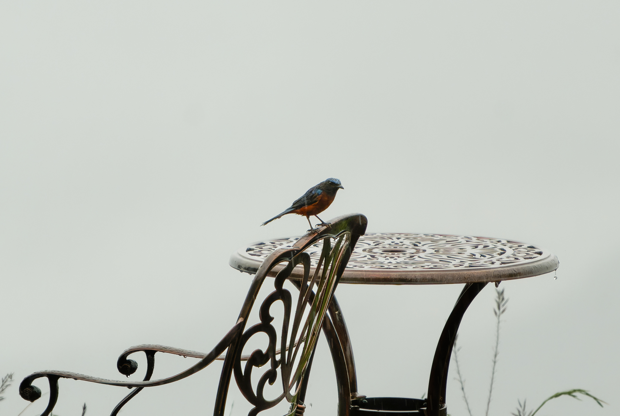 Chestnut-bellied Rock Thrush