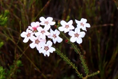 Adenandra brachyphylla