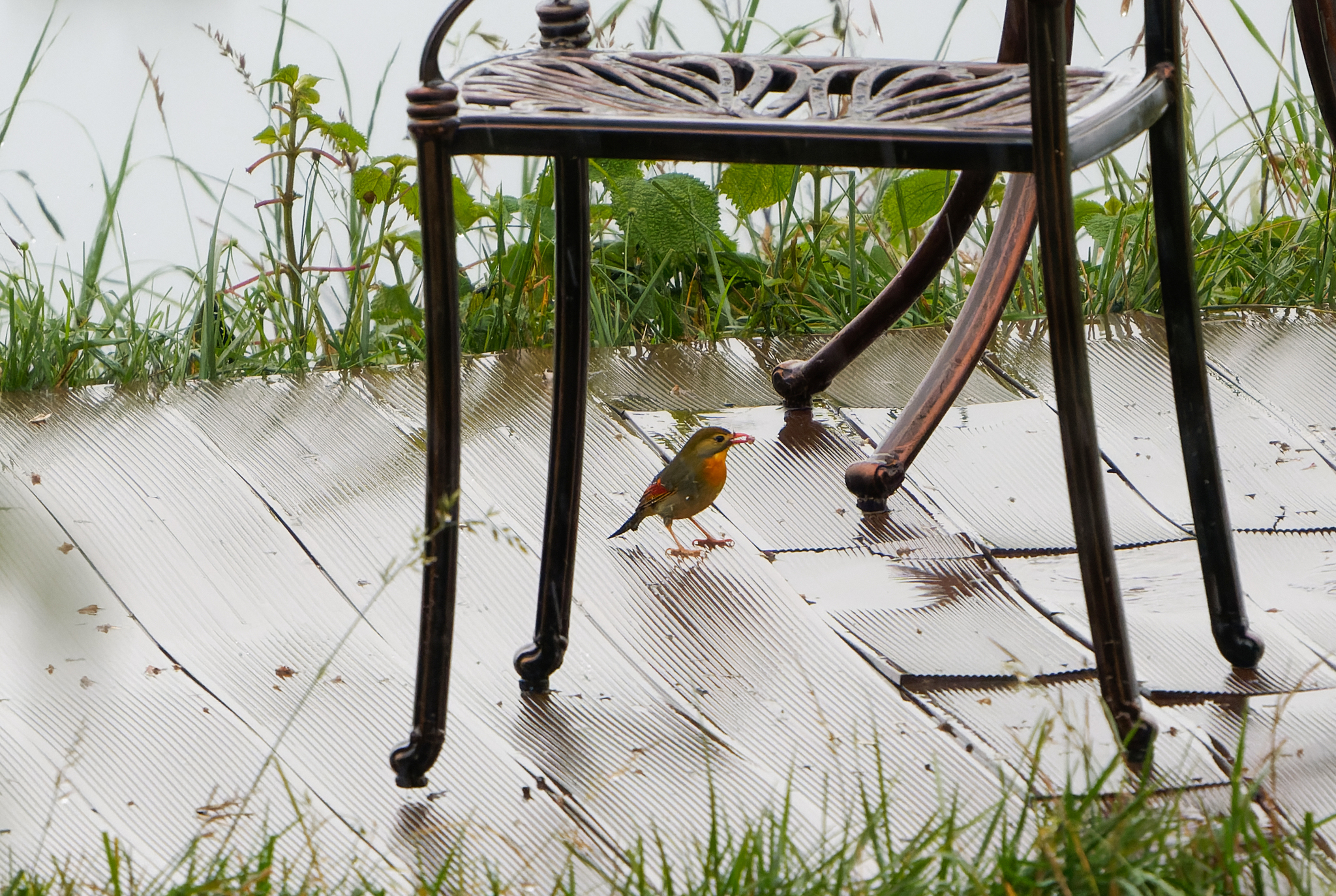Red-billed Leiothrix