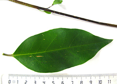 Acokanthera oppositifolia