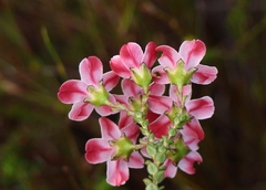 Adenandra brachyphylla