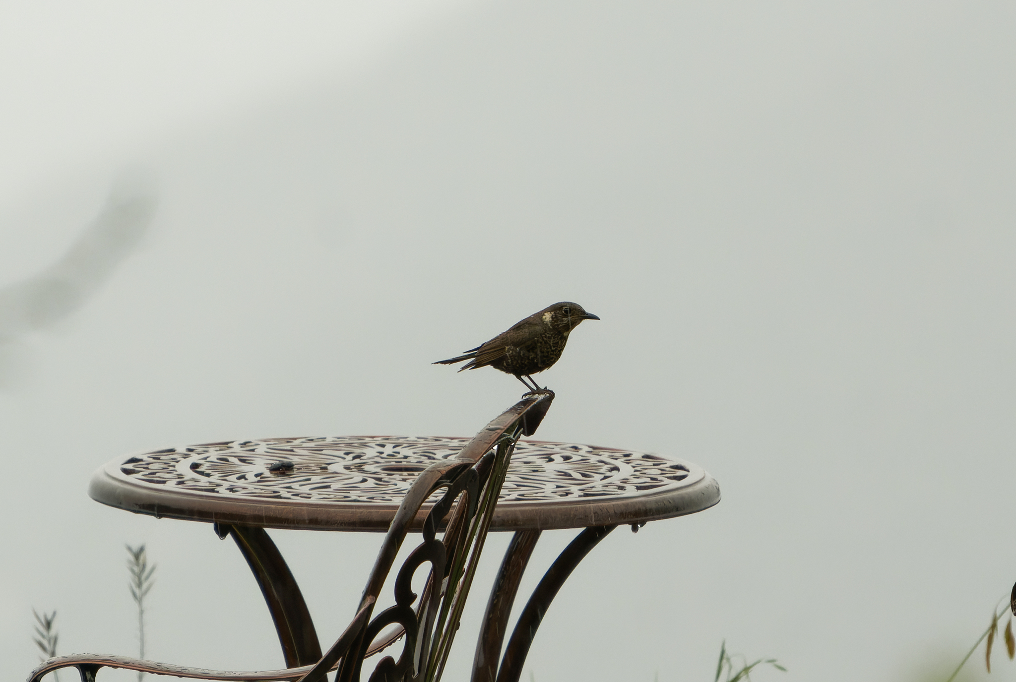 Chestnut-bellied Rock Thrush