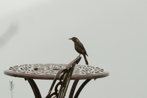 Chestnut-bellied Rock Thrush (Monticola rufiventris), photo 10