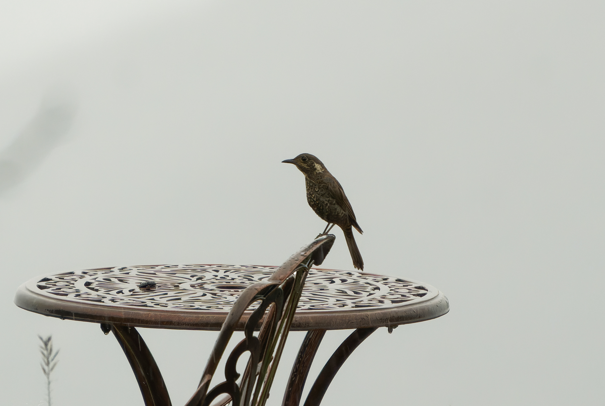 Chestnut-bellied Rock Thrush