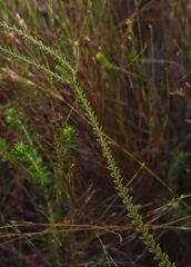 Adenandra brachyphylla
