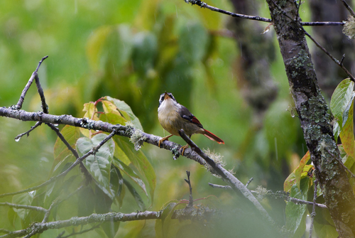 Red-tailed Minla (Minla ignotincta), photo 7