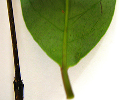 Acokanthera oppositifolia