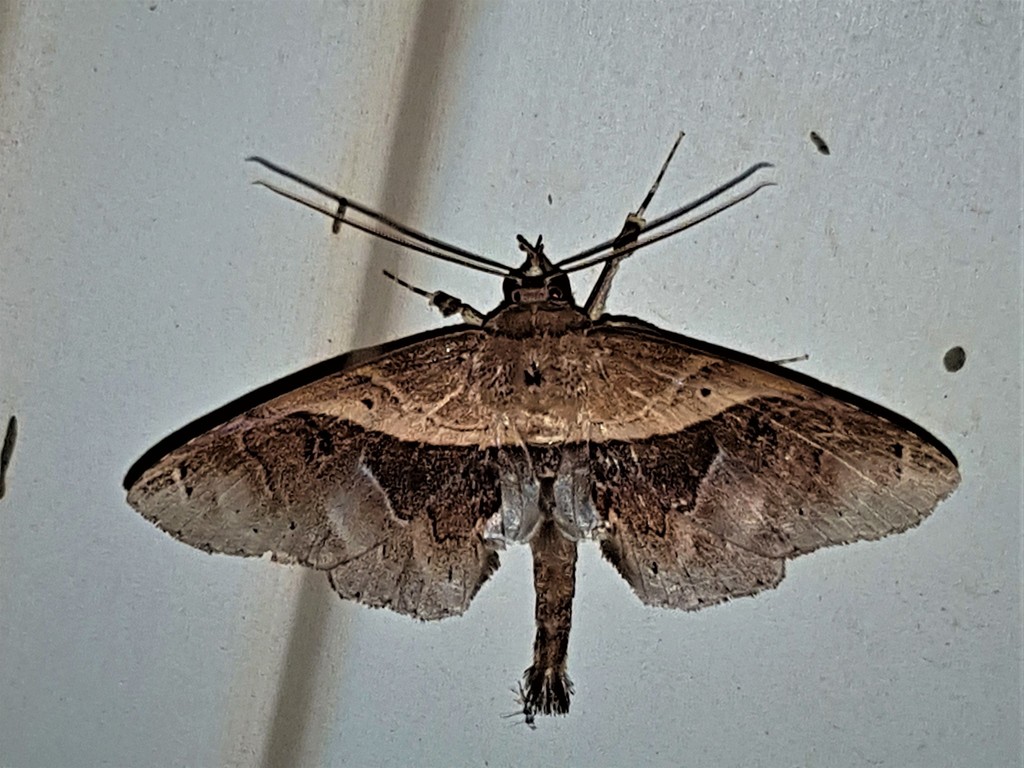 Gigia obliqua