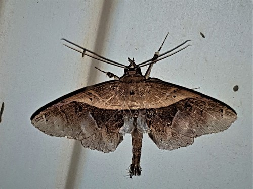 Gigia obliqua