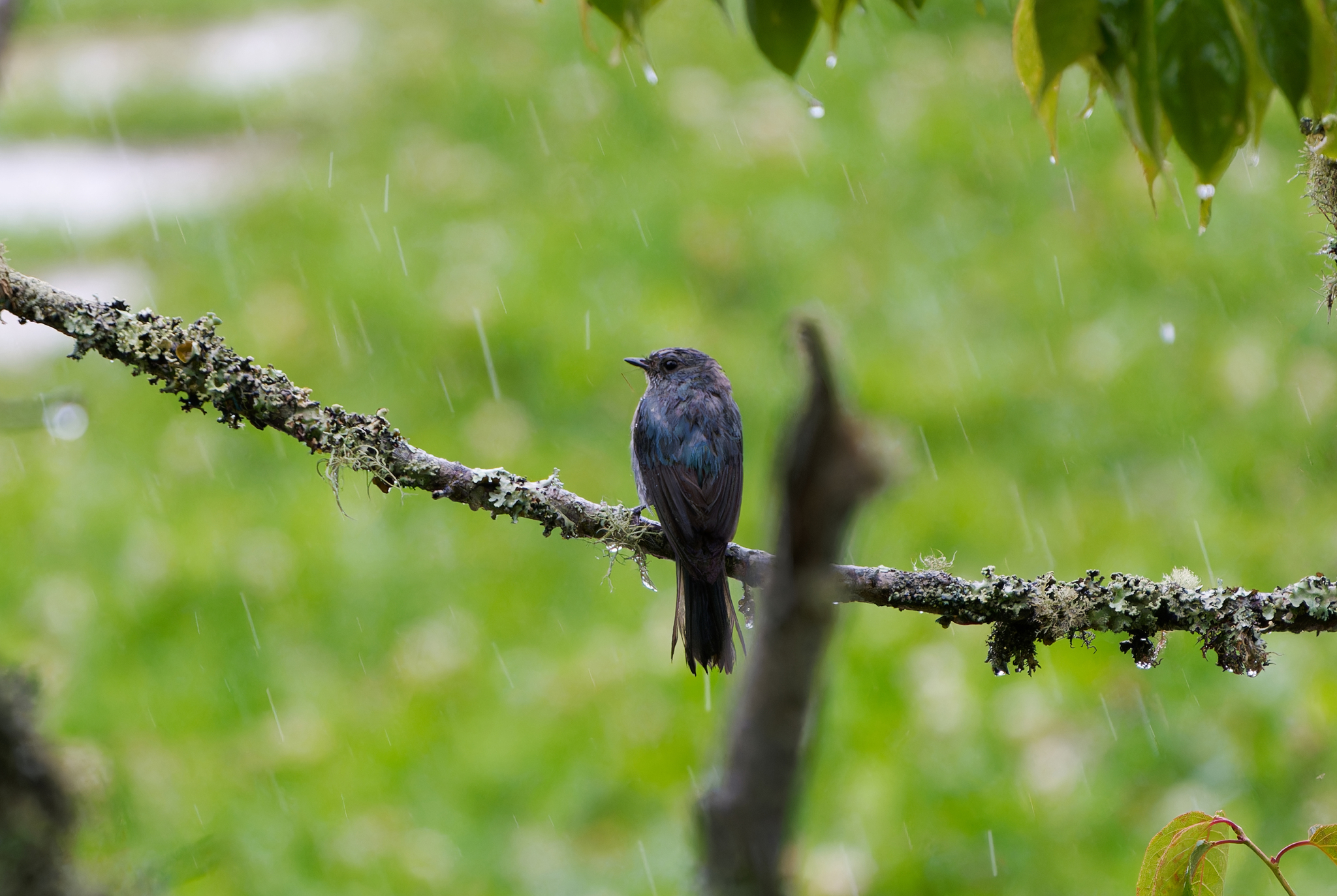 Verditer Flycatcher