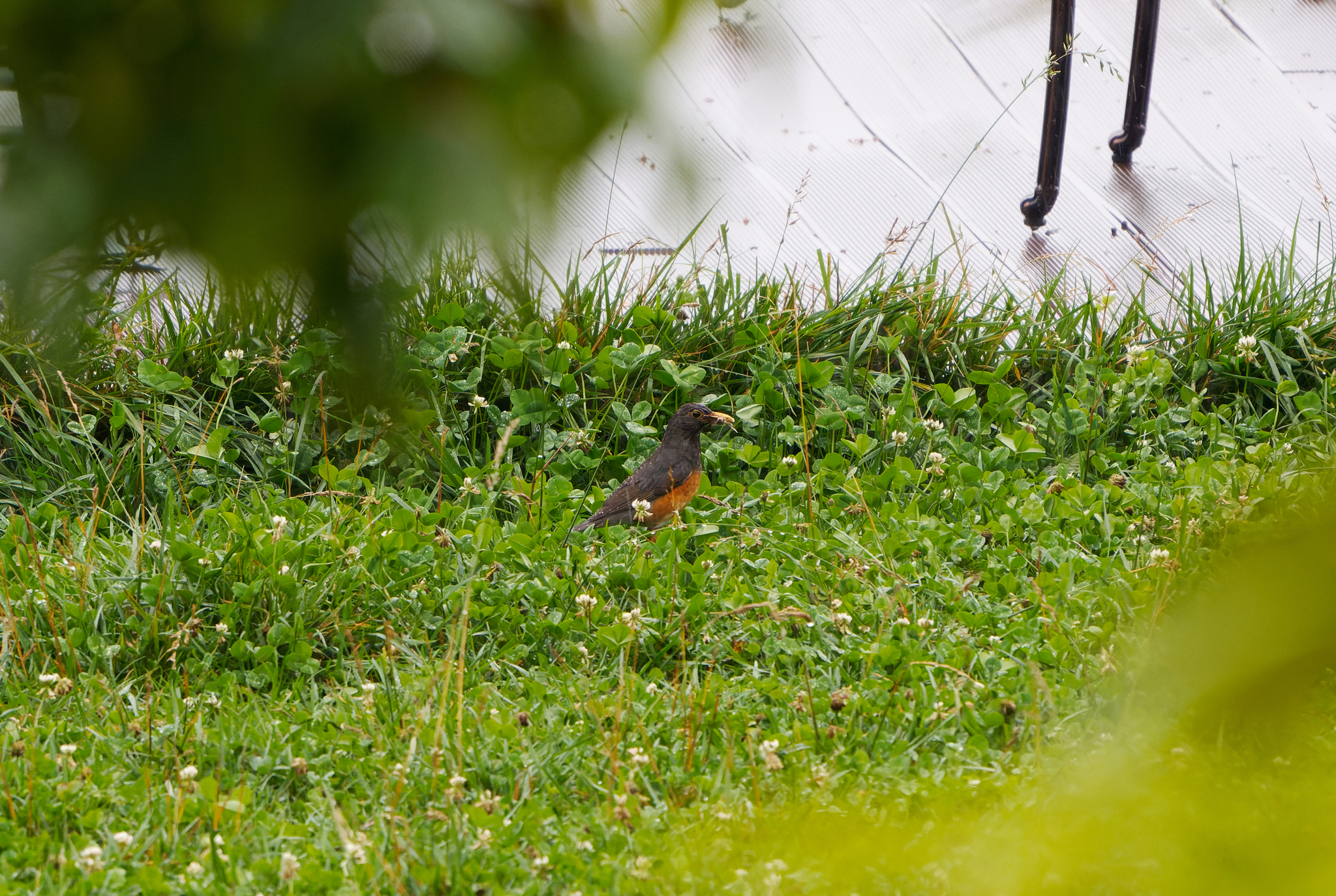 Black-breasted Thrush