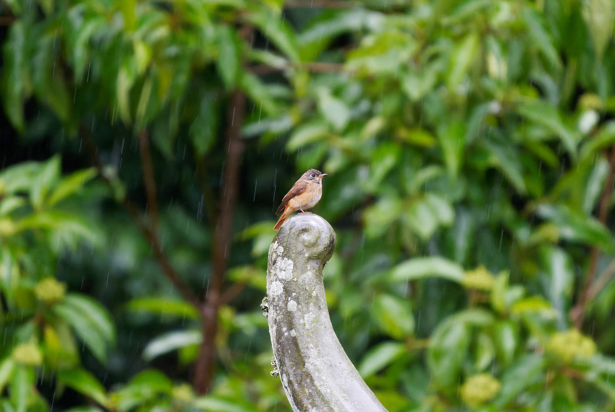 Ferruginous Flycatcher