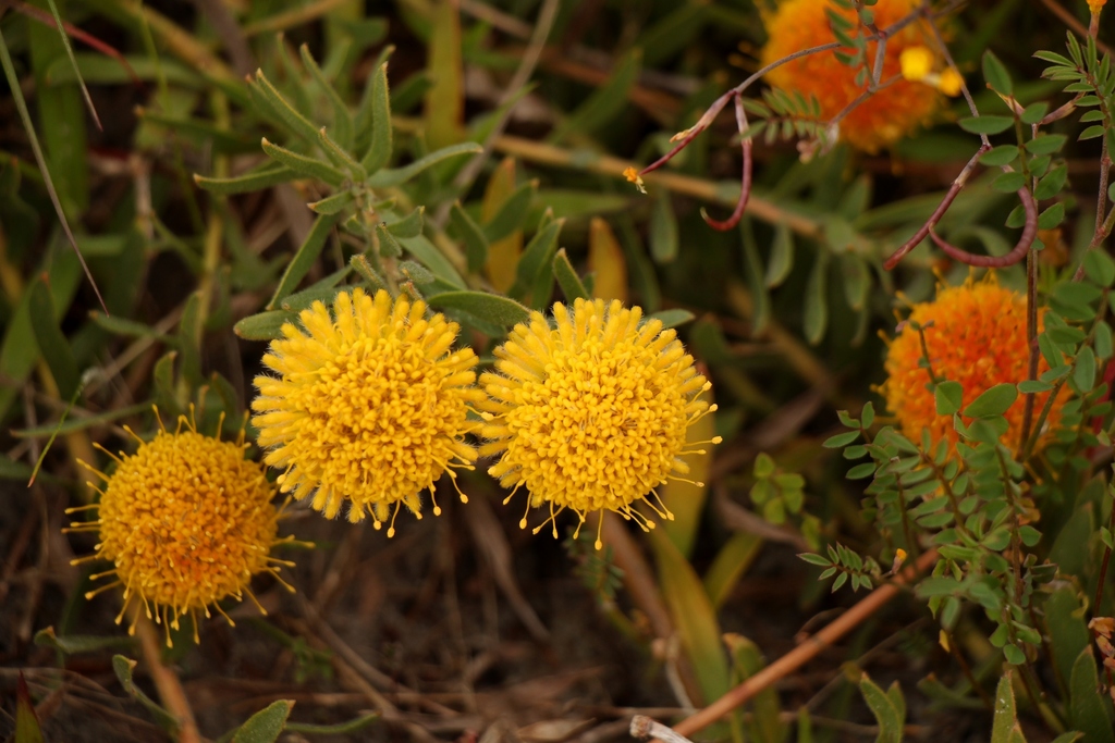 Yellow-trailing Pincushion